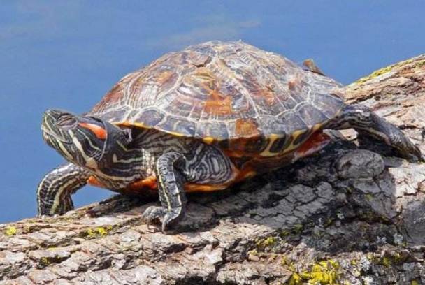 最有灵性的龟排名 巴西龟位列第一名