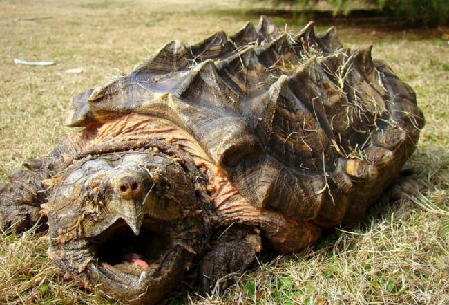 最有灵性的龟排名 巴西龟位列第一名