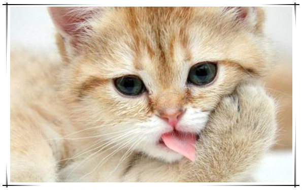 猫为什么会有踩奶的行为?猫咪踩奶表达了什么情绪