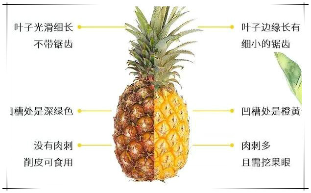 凤梨和菠萝的区别，学会三招轻松区分（吃一口生涩的是菠萝）