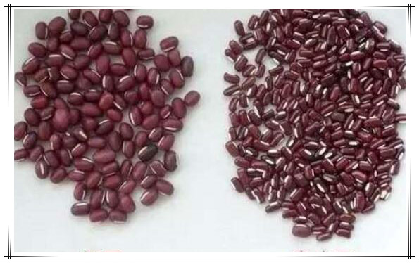 赤小豆和红豆的区别，赤小豆扁扁可入药（红豆圆圆只能吃）