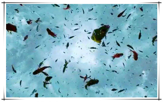 世界上真的有鱼雨吗?成千上万活鱼从天而降怎么回事