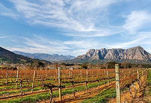 彩虹之国的葡萄酒：南非葡萄酒的悠久历史