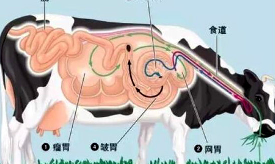 牛一共有4个胃 毛肚是牛的第几个胃，第三个胃