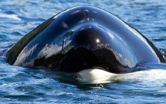 虎鲸对人类迷之友好原因是 虎鲸对人类态度源自什么