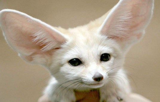 世界上最大耳朵的狐狸 大耳狐（耳朵长度达14厘米左右）