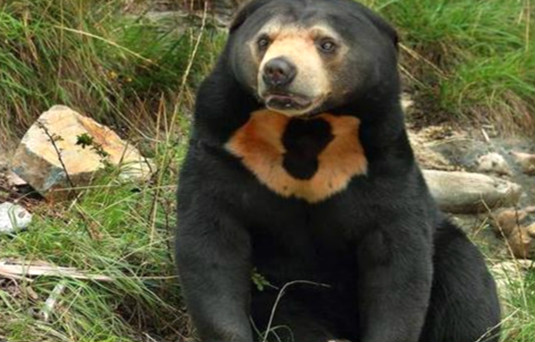 世界上最小的熊是什么 马来熊（身材娇小不会冬眠）(图2)