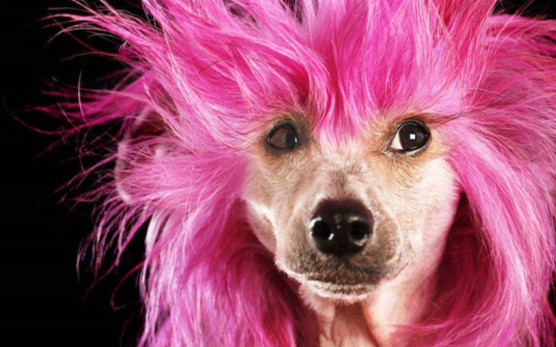 世界上最丑的犬种是什么 冠毛犬（只有头部四肢有毛）