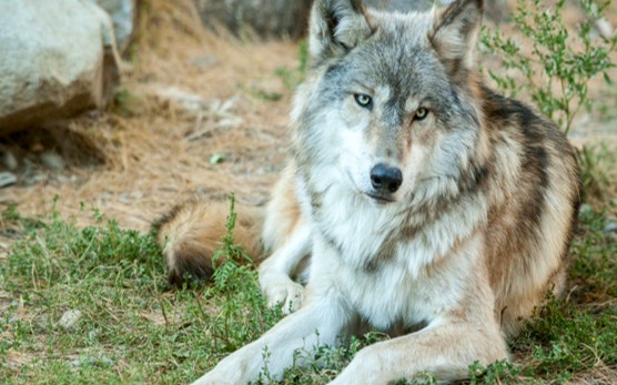 世界上最大的狼是什么 北美灰狼（成年体型达2米）
