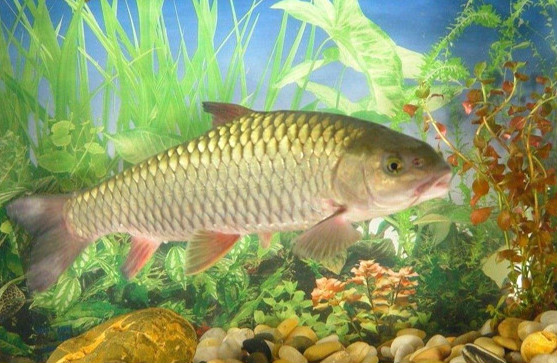 鱼到人类进化图 人类可以是从鱼进化而来的吗