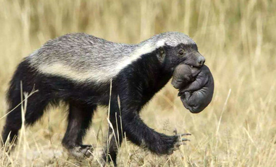 世界上最爱打架的动物 蜜獾打架没有怕过谁（爱打架）