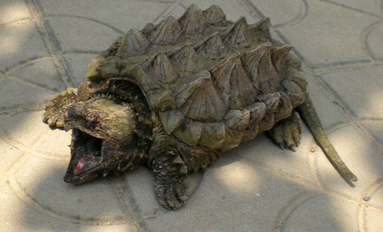 世界上最大的水龟之一 真鳄龟如何鉴别雄雌