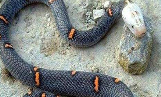 世界上最让人头疼的蛇 喜马拉雅白头蛇（相当迅猛的蛇）