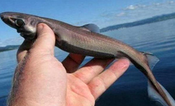 世界上最小的鲨鱼品种 硬背侏儒鲨（体长仅30厘米）