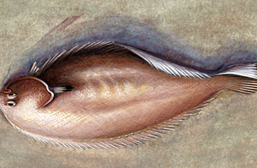 世界上眼睛最奇特的鱼是什么 比目鱼（两只眼睛长在同侧）
