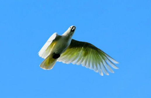 世界上最聪明的鹦鹉排行榜 亚马逊鹦鹉是高智商的鹦鹉