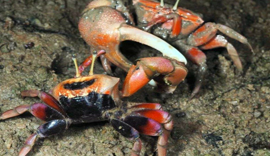 世界上最会变色的螃蟹是什么 招潮蟹（一天八种颜色）