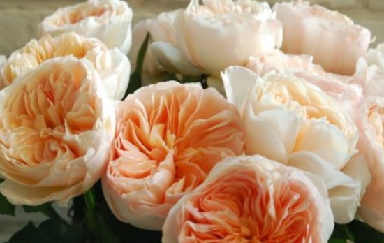 世界上最贵的花:朱丽叶玫瑰获2695万元高价(评为AASR级)