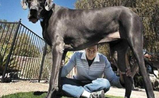 关于狗的10个世界之最，大乔治高2.2米（导盲犬有硕士学位）