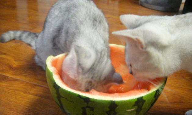 猫最爱吃的10种食物 猫除了吃猫粮还吃什么