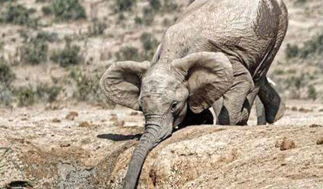 小象跌落瀑布死亡 5头大象为救小象同时丧生