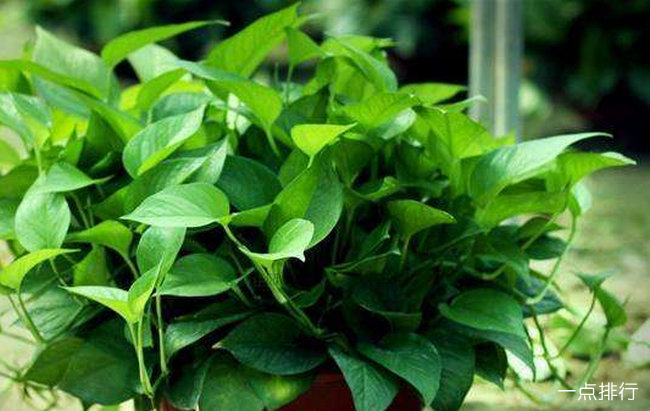 十大可祛除甲醛的植物排名 室内除甲醛植物有哪些