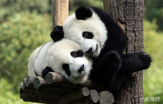 中国十大国宝动物排名 国宝大熊猫举世闻名