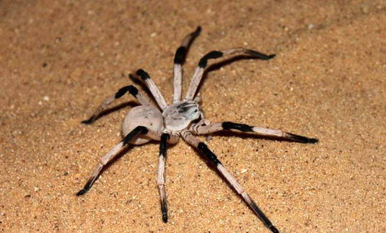 世界最大的蜘蛛排名 巨型猎人蜘蛛仅排第二