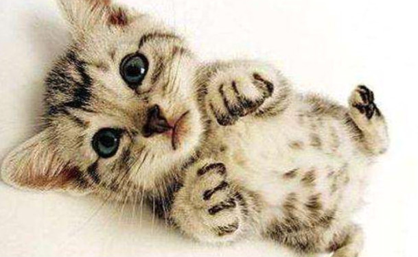 十大最可爱猫咪排行榜 加菲猫仅排第二