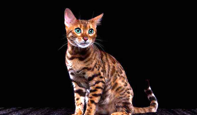 宠物猫的品种大全 全球十大名贵猫排名榜