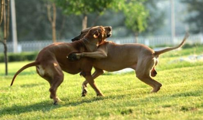 世界十大猎犬品种排名 比特犬仅排第三