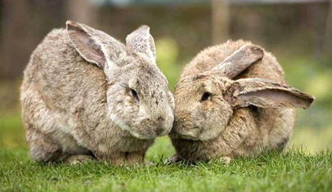 十大兔子品种名贵排名 最名贵的兔子排行榜