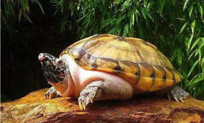 十大最有灵性的龟排名 哪种龟最有灵性互动性最好