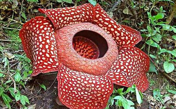 世界上最大的花 大王花最大花径1米重7.5千克