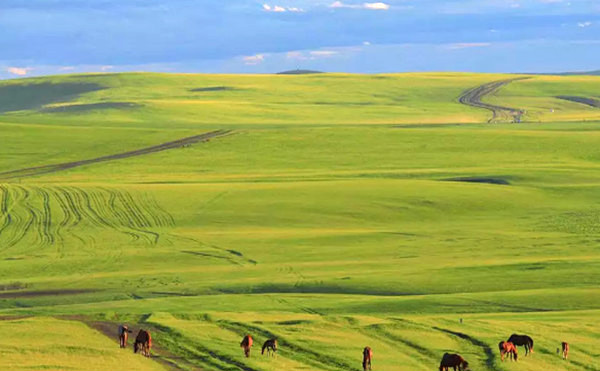 中国最大的草原 呼伦贝尔草原面积约一亿四千九百万亩