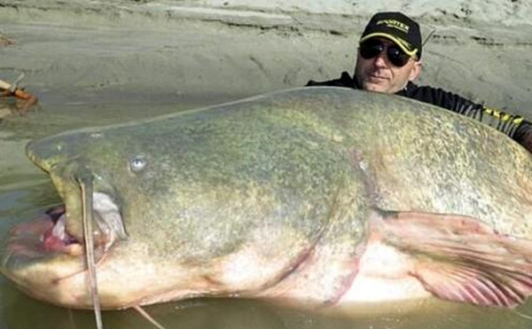 世界上最大的鲶鱼 长3米重600斤