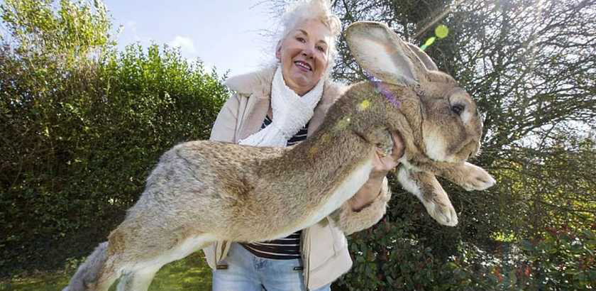 世界上最大的兔子 大流士兔子体长：1.22米；体重：45斤